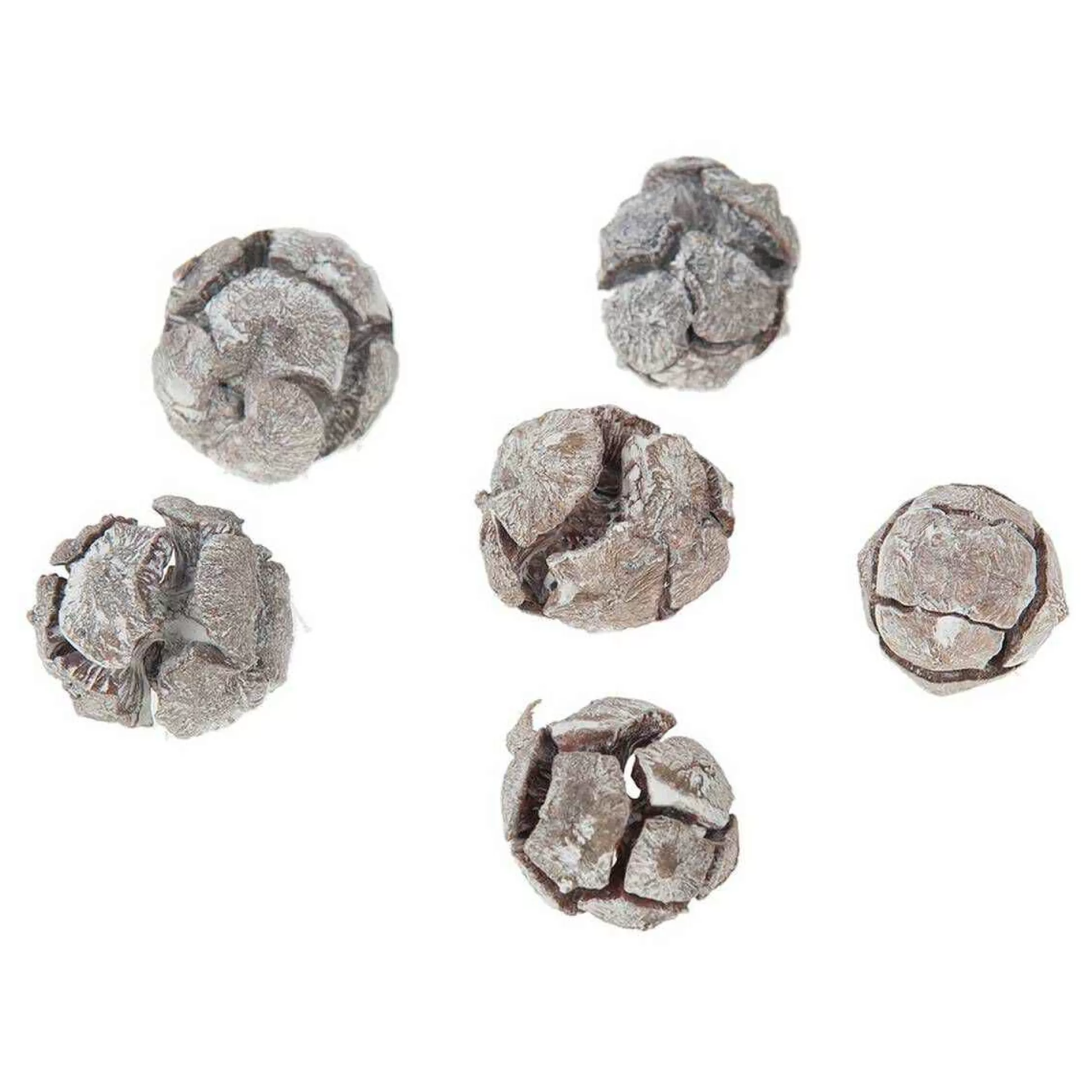 Pinus Cypresses 200 G-Hobbycraft Best Sale